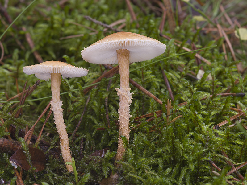 Cystoderma amianthinum